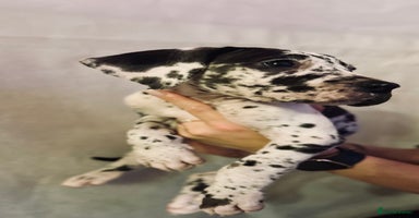 Great Dane dogs - Advert 8