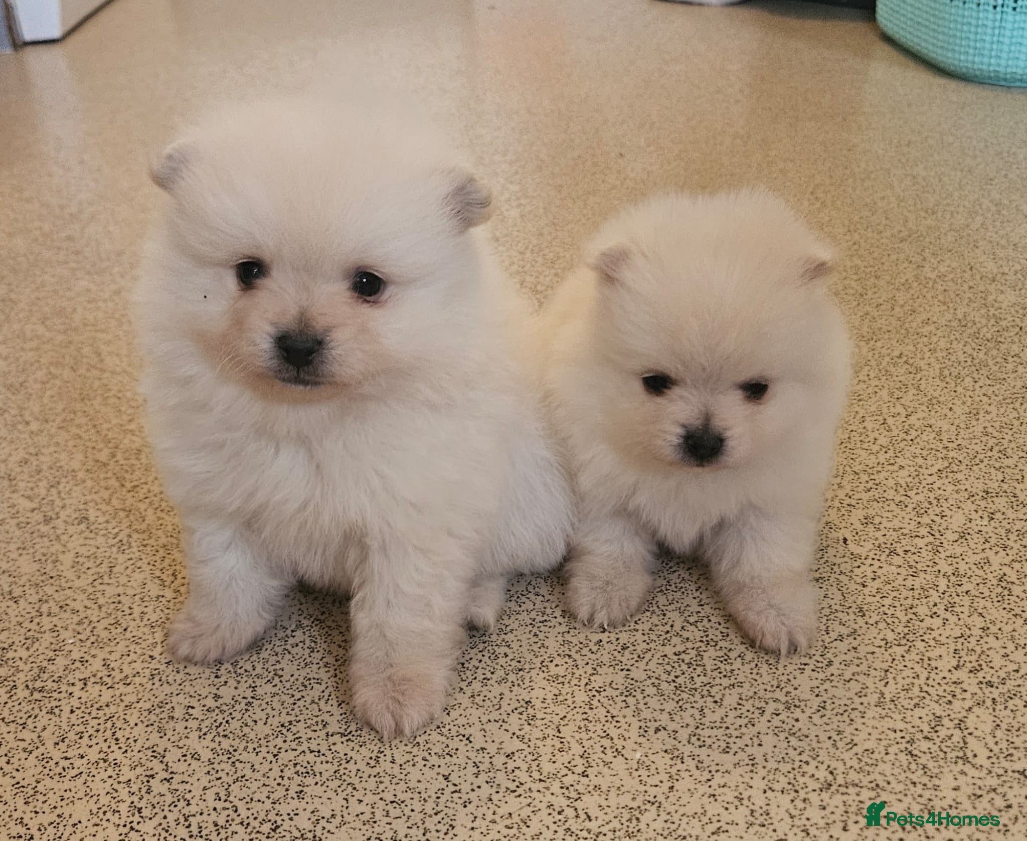 Pomeranian dogs Pomeranian pups - Advert 10