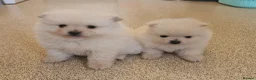 Pomeranian dogs for sale: Pomeranian pups in London - Advert 1
