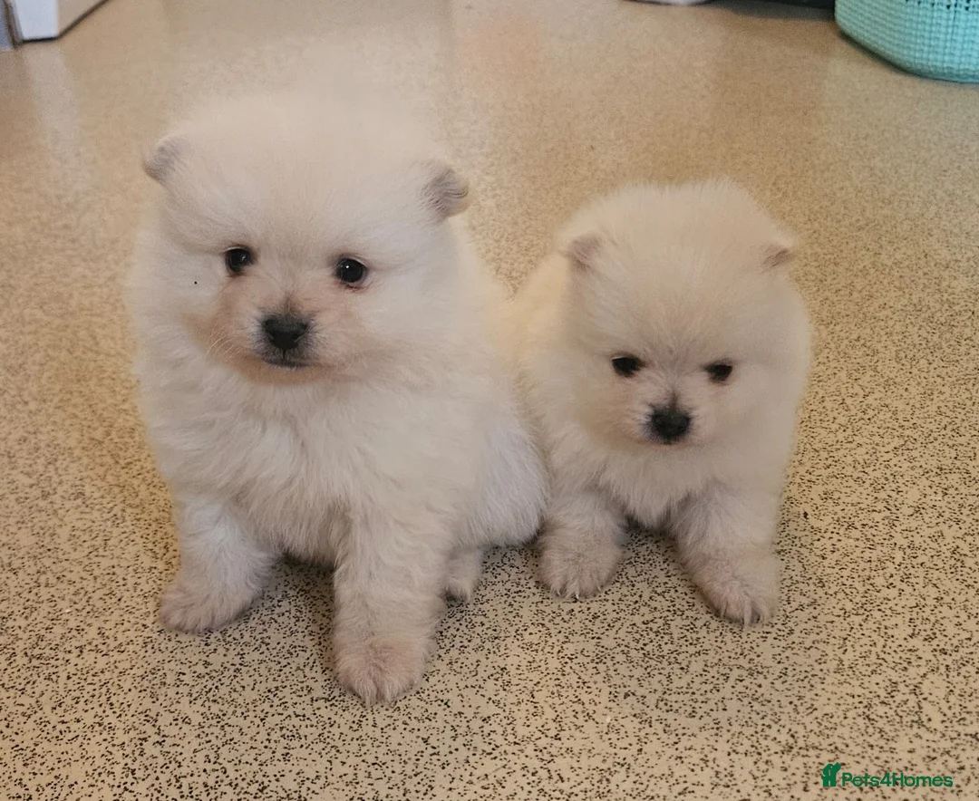 Pomeranian dogs for sale: Pomeranian pups in London - Advert 1
