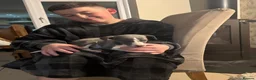 Whippet dogs for sale: 🐾 Exceptional KC Registered Whippet Puppies - Advert 22