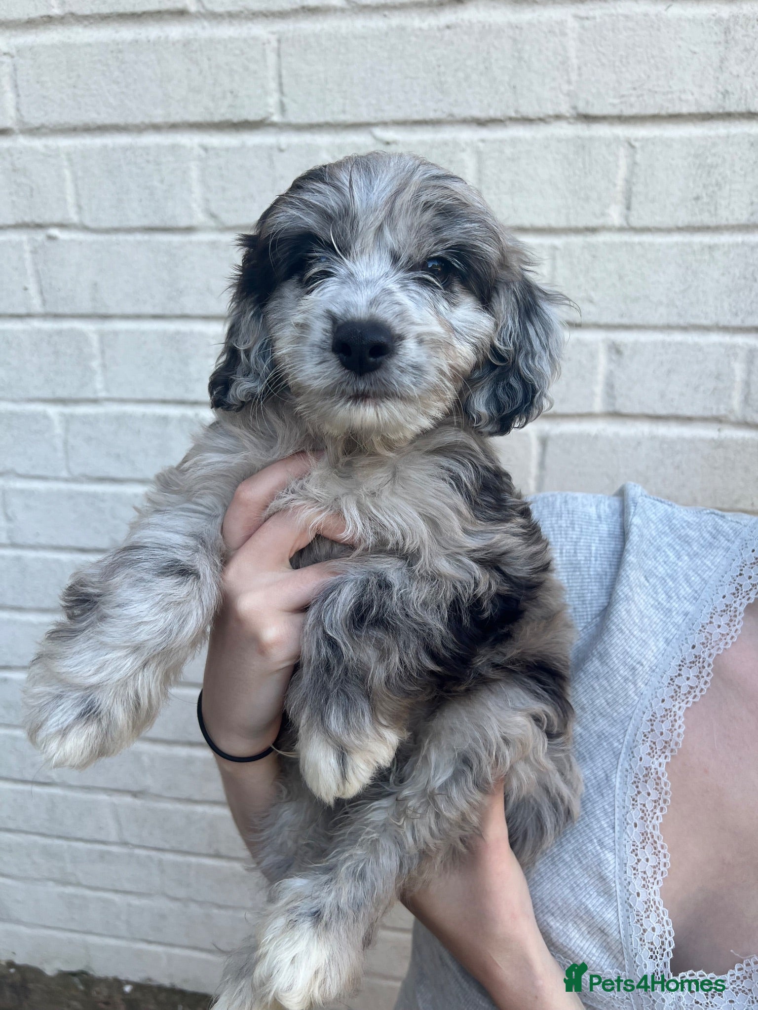 Cockapoo dogs Cockerpoos F1’s, Beautiful Merle coloured pups  - Advert 2