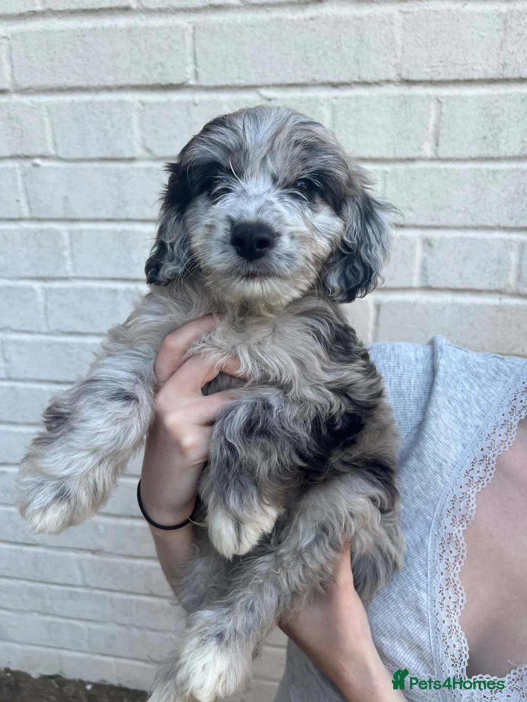 Cockapoo dogs for sale: ONLY 1 LEFT 💥 Cockerpoos F1 Beautiful Merle pups  - Advert 2