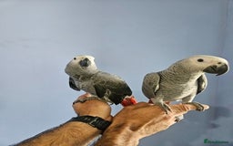 Parrots birds for sale: Tamed African Grey Parrots Available For Sale - Image 3