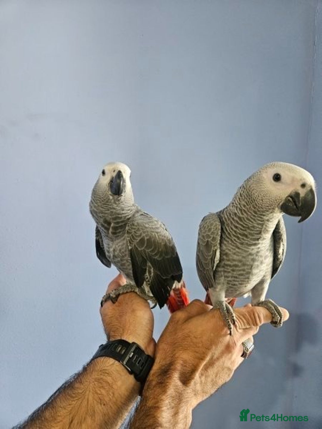 Parrots birds for sale: Tamed African Grey Parrots Available For Sale - Image 3