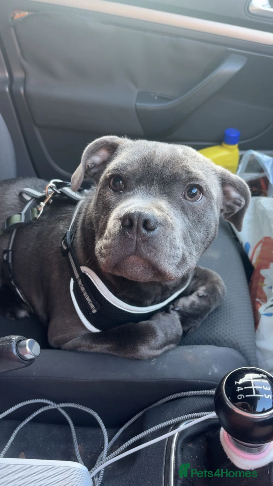 Staffordshire Bull Terrier dogs for sale: Lovely boy (see description) - Advert 4