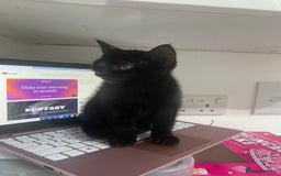 Bombay cats for sale: cats  - Image 5