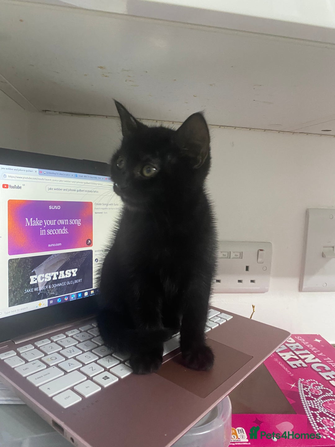 Bombay cats for sale: cats  - Image 5