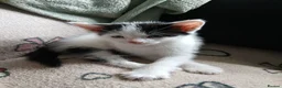 Mixed Breed cats for sale: Beautiful adorable little kitten - Advert 2
