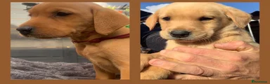 Labrador Retriever Puppy 4