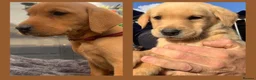 Labrador Retriever dogs for sale: KC Registered Fox Red Labradors  - Advert 22