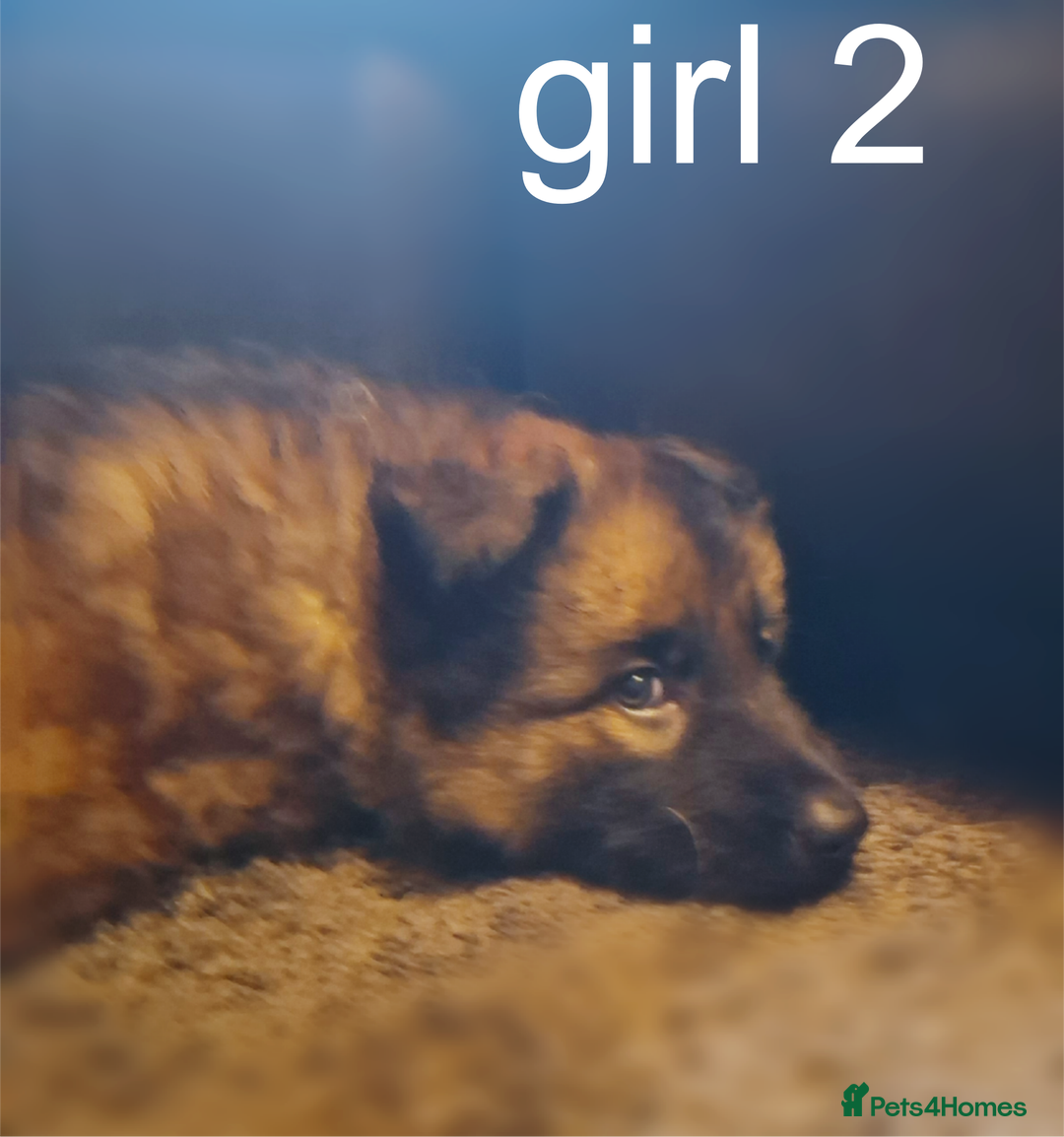 German Shepherd dogs for sale: 3 girls, long coat, STRAIGHT BACK silver sable GSD - Advert 6
