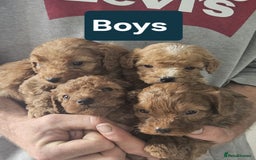 Cavapoo dogs for sale: Miniature cavapoo  - Image 6