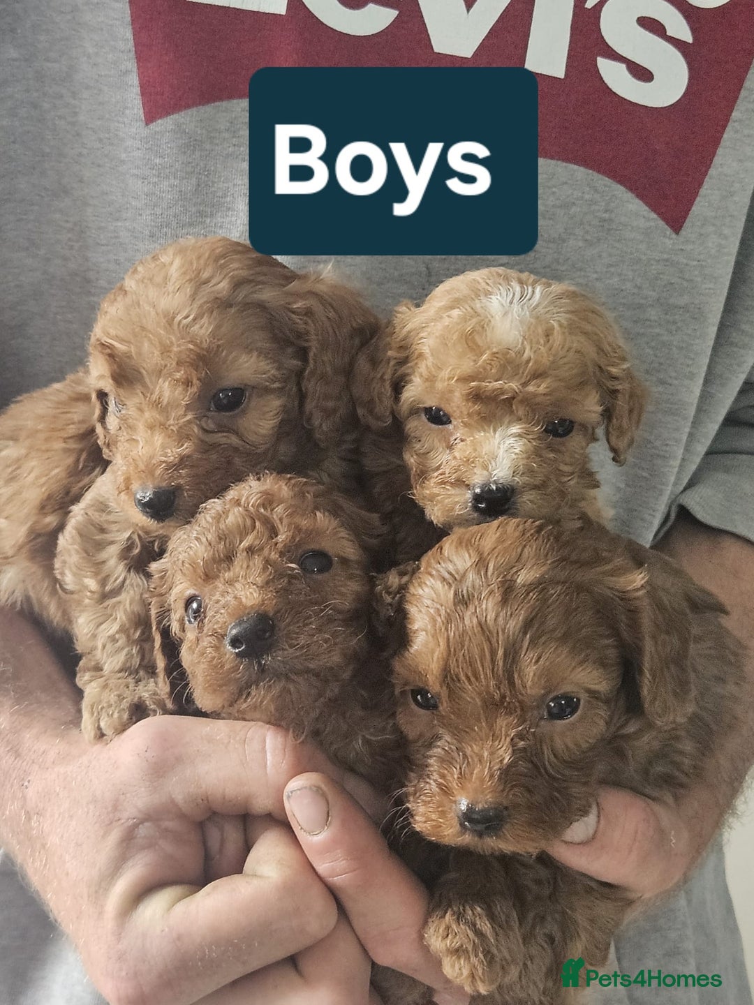 Cavapoo dogs for sale: Miniature cavapoo  - Image 6