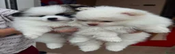 Pomeranian dogs for sale: Tiny Teddy Pomeranian Puppies for sale  - Advert 10