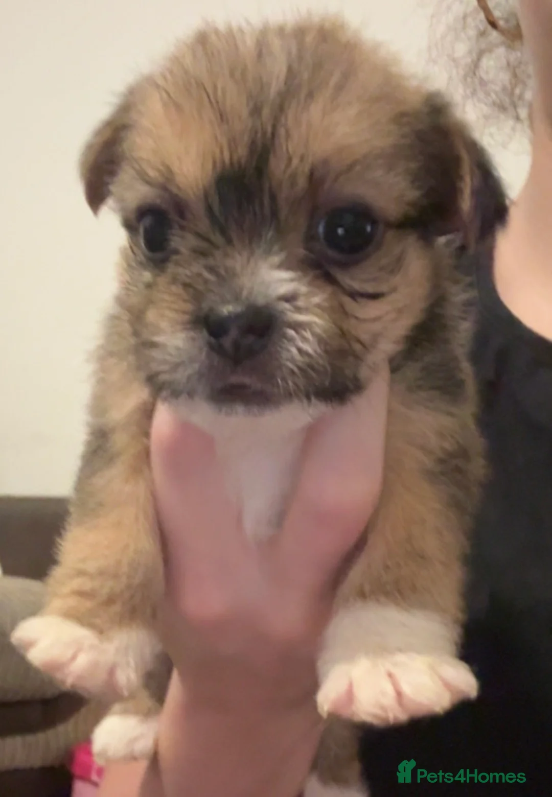 Mixed Breed dogs for sale:  Shih Tzu  - Advert 2