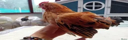 Chickens poultry for sale: Bearded Serama Trio for Loving Home - Advert 7
