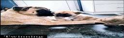 Mixed Breed dogs for stud: ✨Hank✨ for stud  in Birmingham - Advert 16