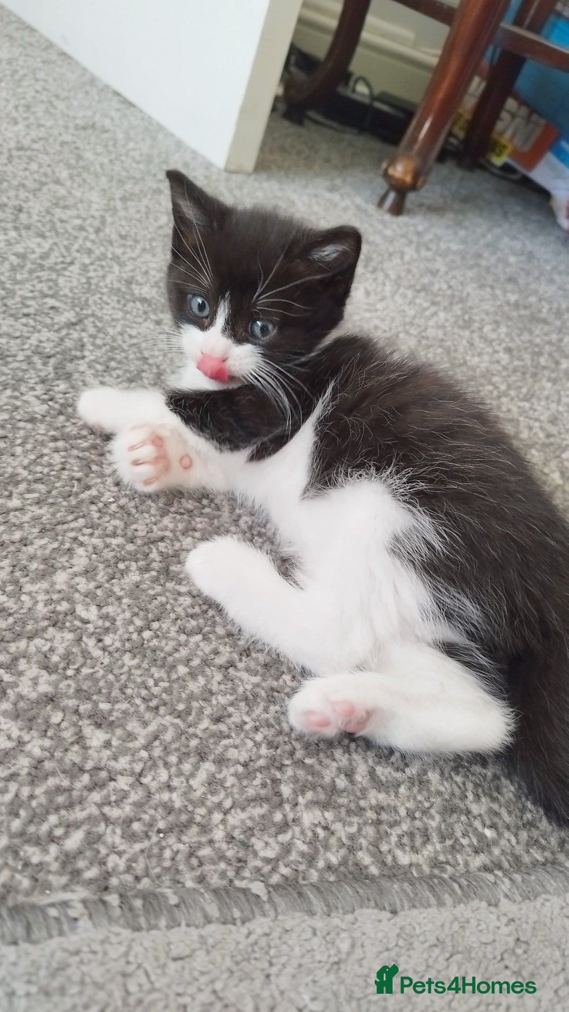 Mixed Breed cats Tuxedo black and white male kitten - Advert 1