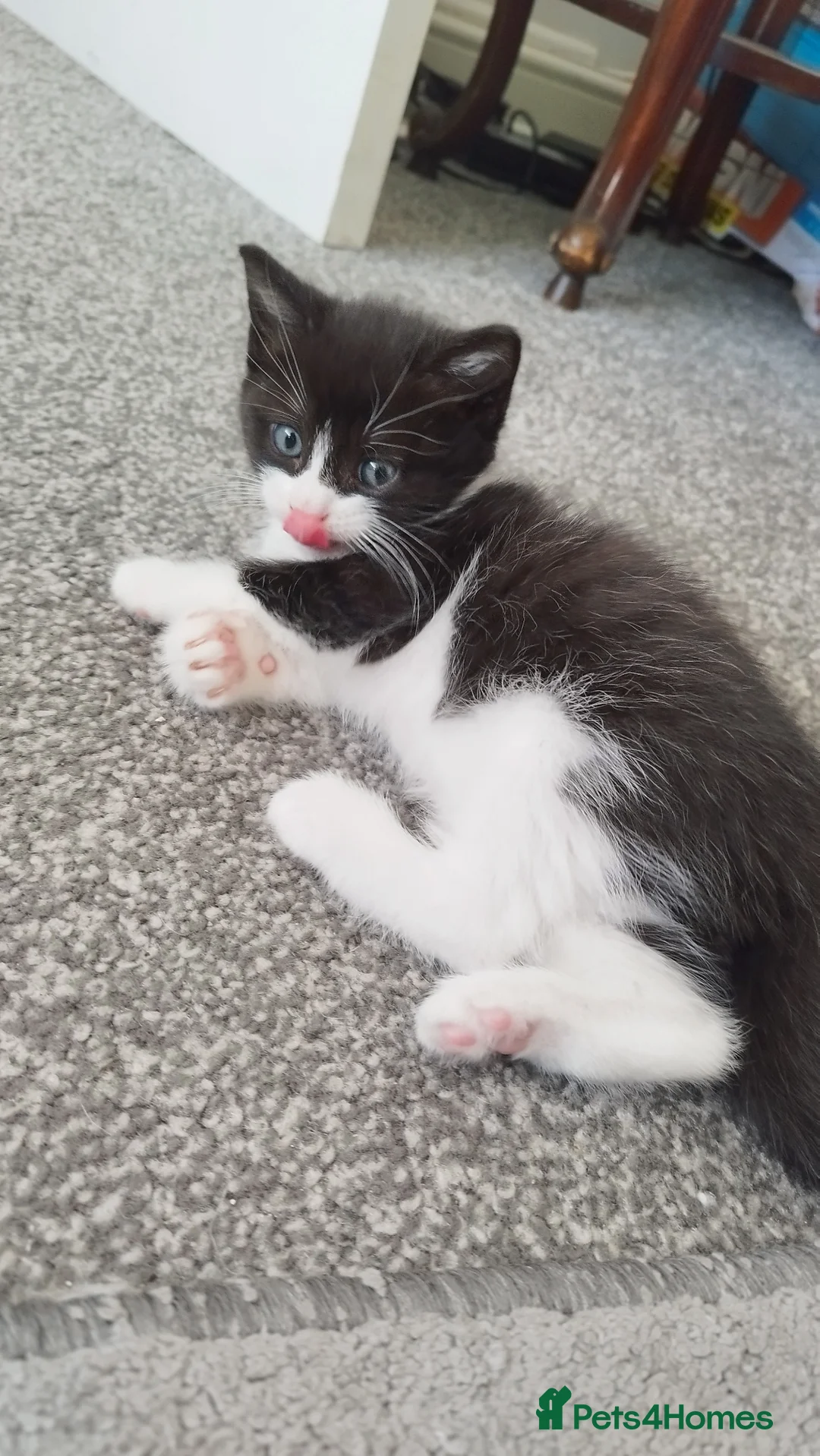 Mixed Breed cats for sale: Tuxedo black and white male kitten in Swansea - Advert 1