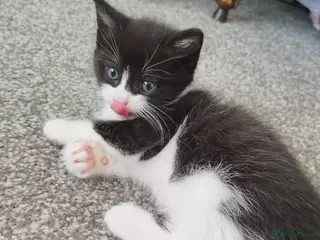 Mixed Breed cats Tuxedo black and white male kitten - Advert 2