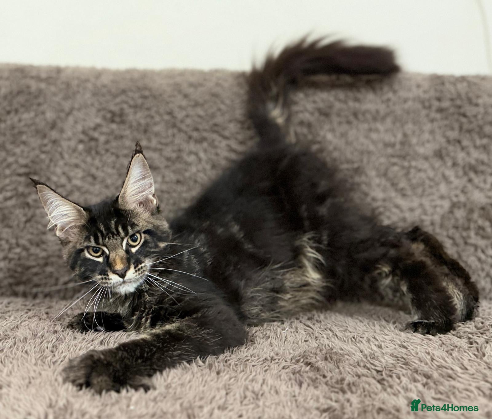 Maine Coon cats Ready for home pure bred maine coon kittens - Advert 4