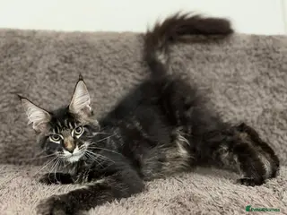 Maine Coon cats Ready for home pure bred maine coon kittens - Advert 4