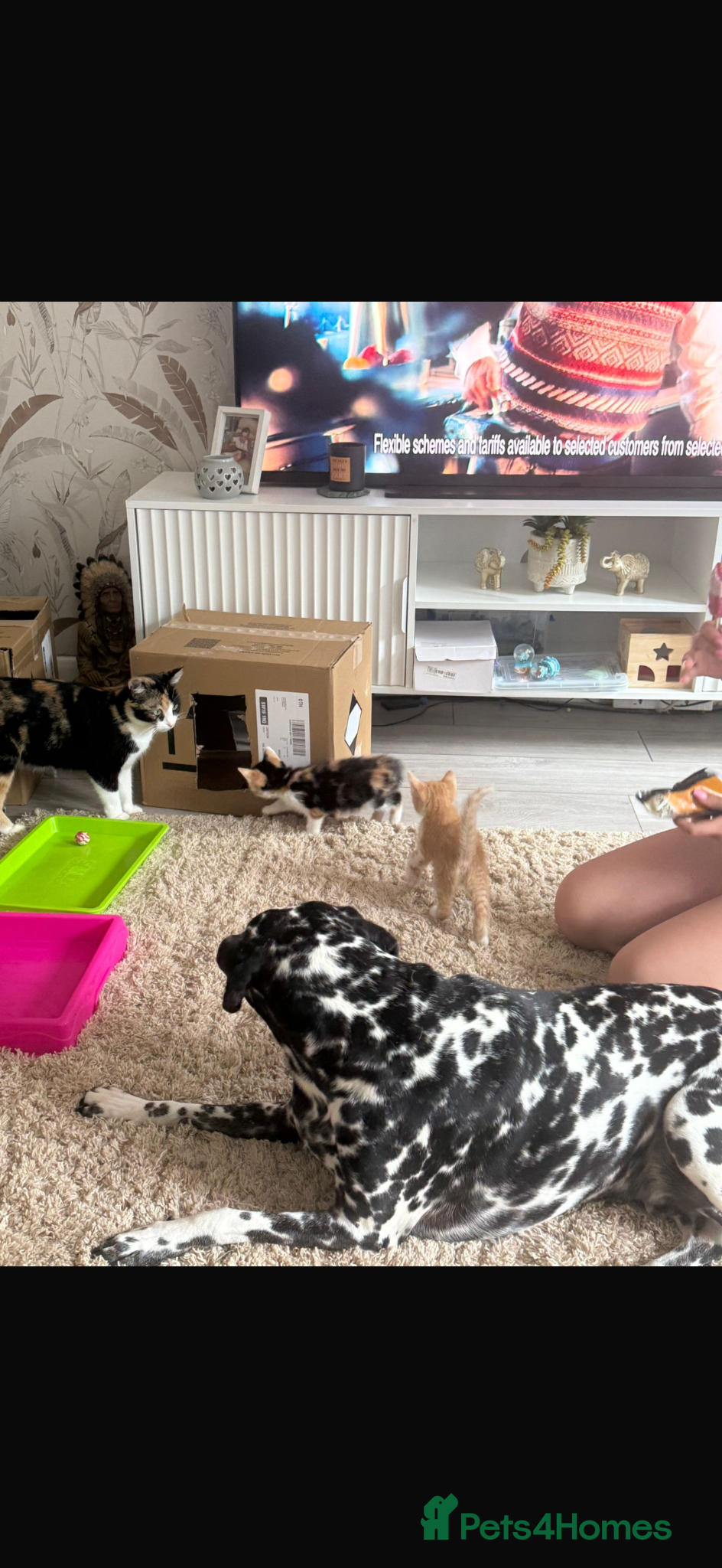 Domestic Shorthair cats Calico and Ginger kittens  - Advert 1