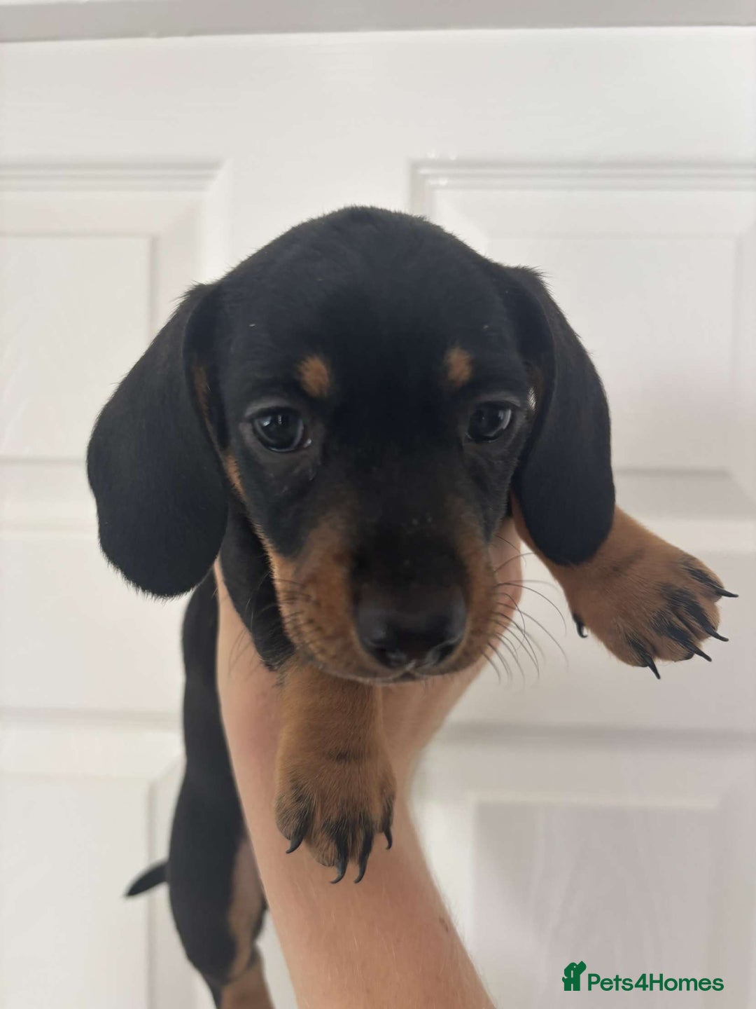 Miniature Dachshund dogs for sale: 3 male miniature dachshunds Black and Tan  - Image 9