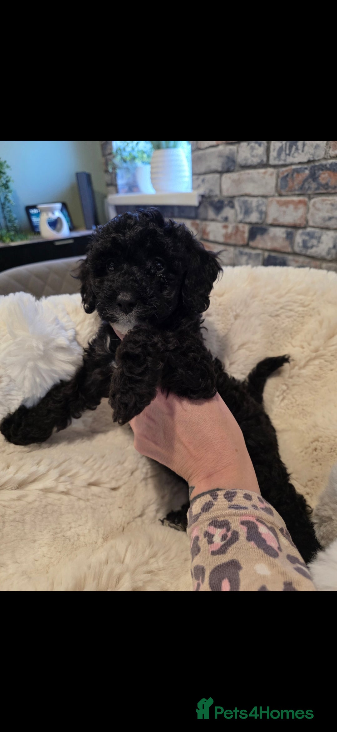 Cockapoo dogs for sale: F1b toy cockapoo puppies ready 3/11/25 - Image 5