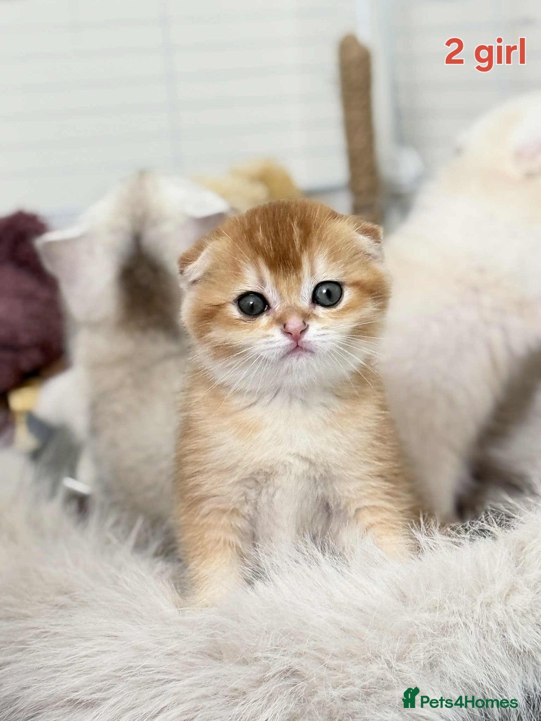 Scottish Fold cats for sale: Scottish straight/fold kittens 😸  - Image 7