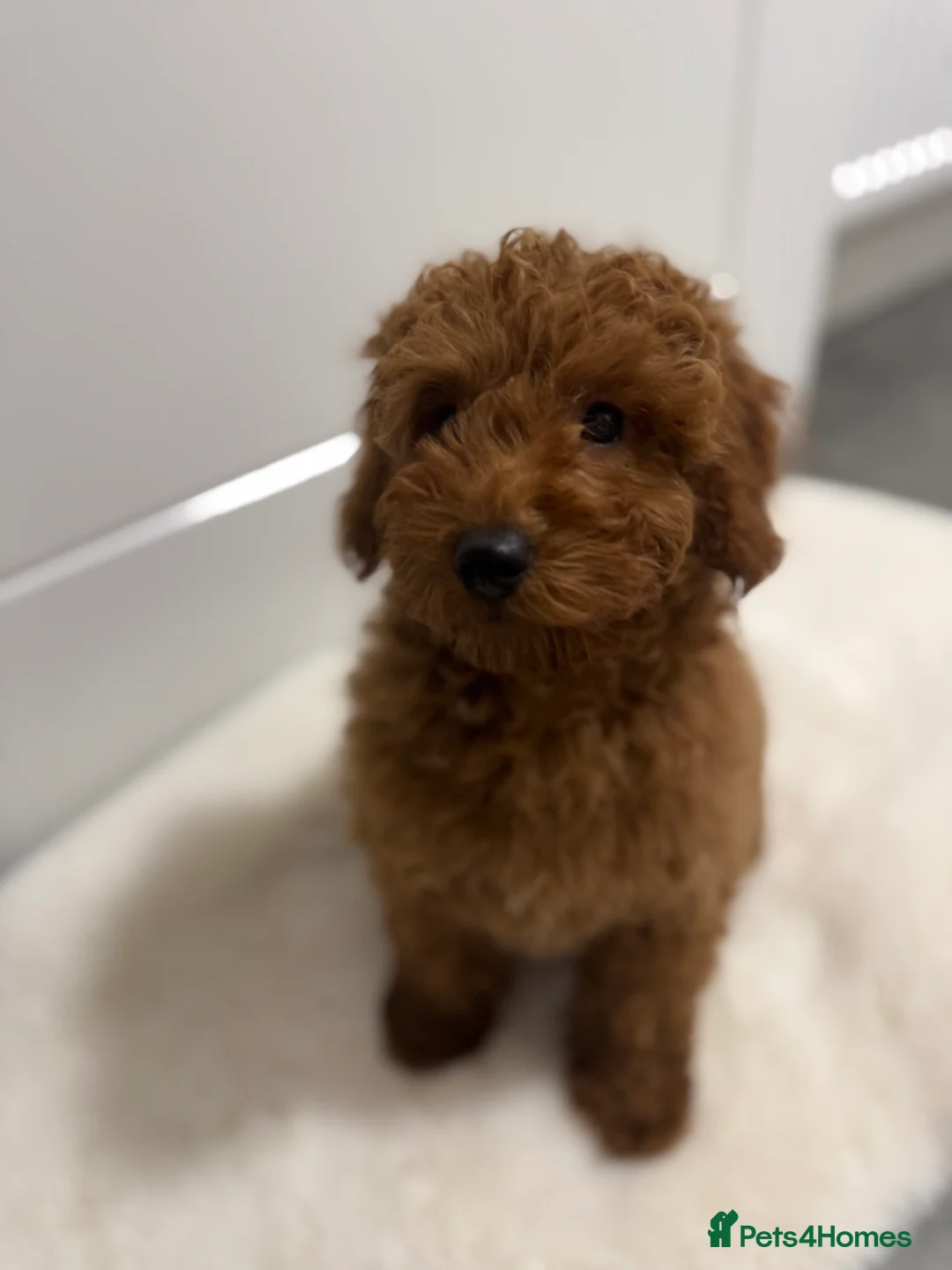 Mixed Breed dogs for sale: Beautiful Miniature Poodle - Advert 1