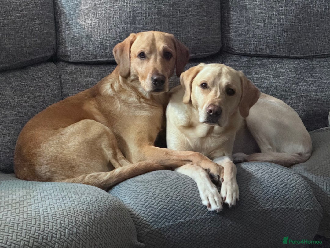 Labrador Retriever dogs for stud: PROVEN, KC REG,HEALTH TESTED LABRADOR FOR STUD in Havant - Advert 8