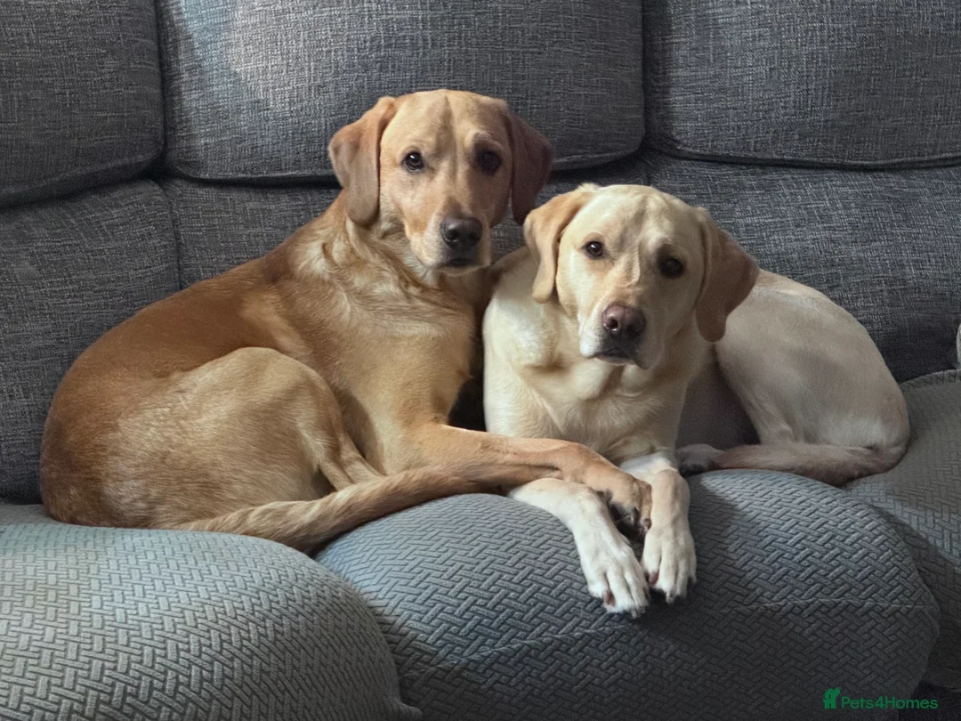 Labrador Retriever dogs for stud: PROVEN, KC REG,HEALTH TESTED LABRADOR FOR STUD in Havant - Advert 8