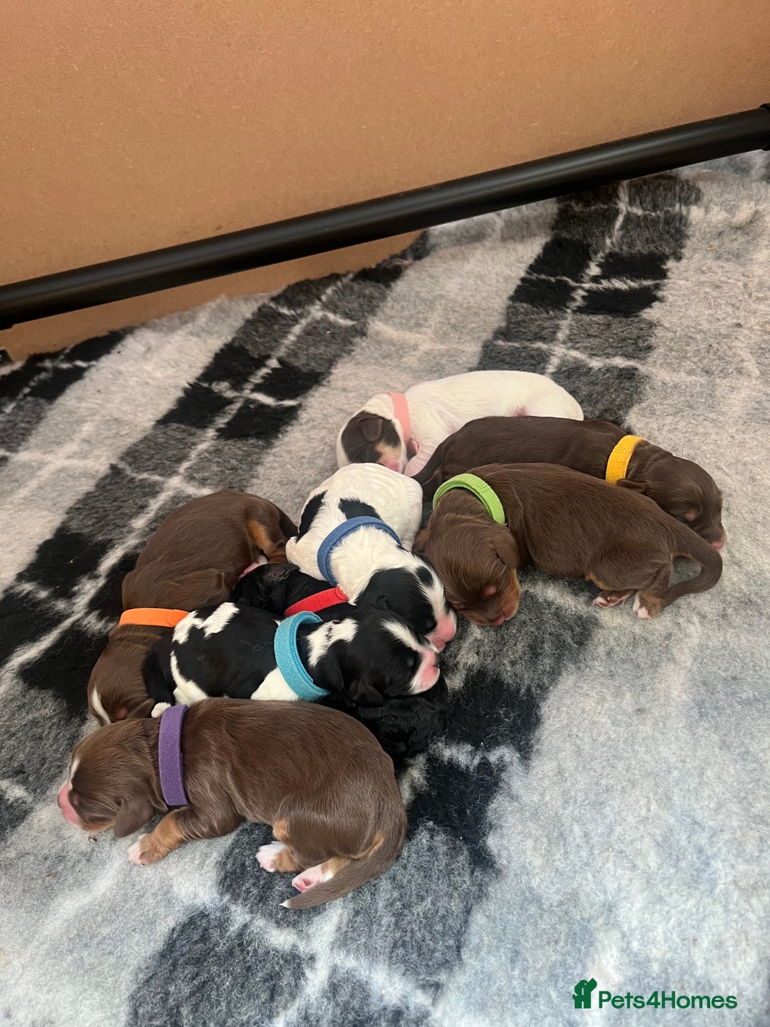 Cockapoo dogs for sale: Stunning litter of f1b cockapoo puppies  - Image 19