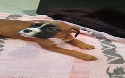 Boxer dogs for stud: Kc Registered and Heart scored Stud dog in Herne Bay - Image 14