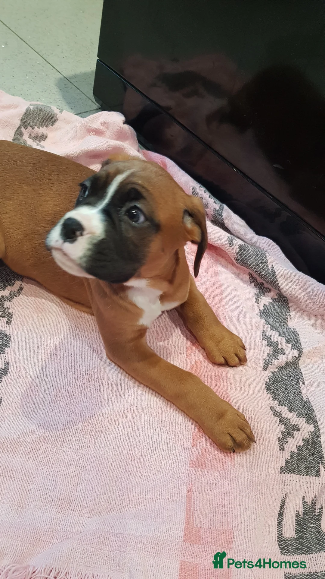 Boxer dogs for stud: Kc Registered and Heart scored Stud dog in Herne Bay - Advert 14