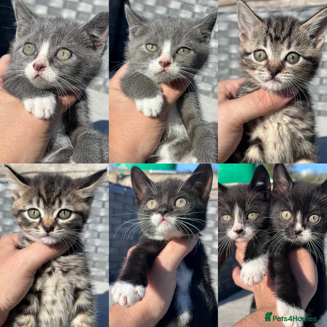 Mixed Breed cats for sale: Beautiful Mixed Kittens  - Advert 2