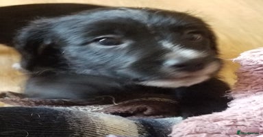 Jackapoo dogs - Advert 1