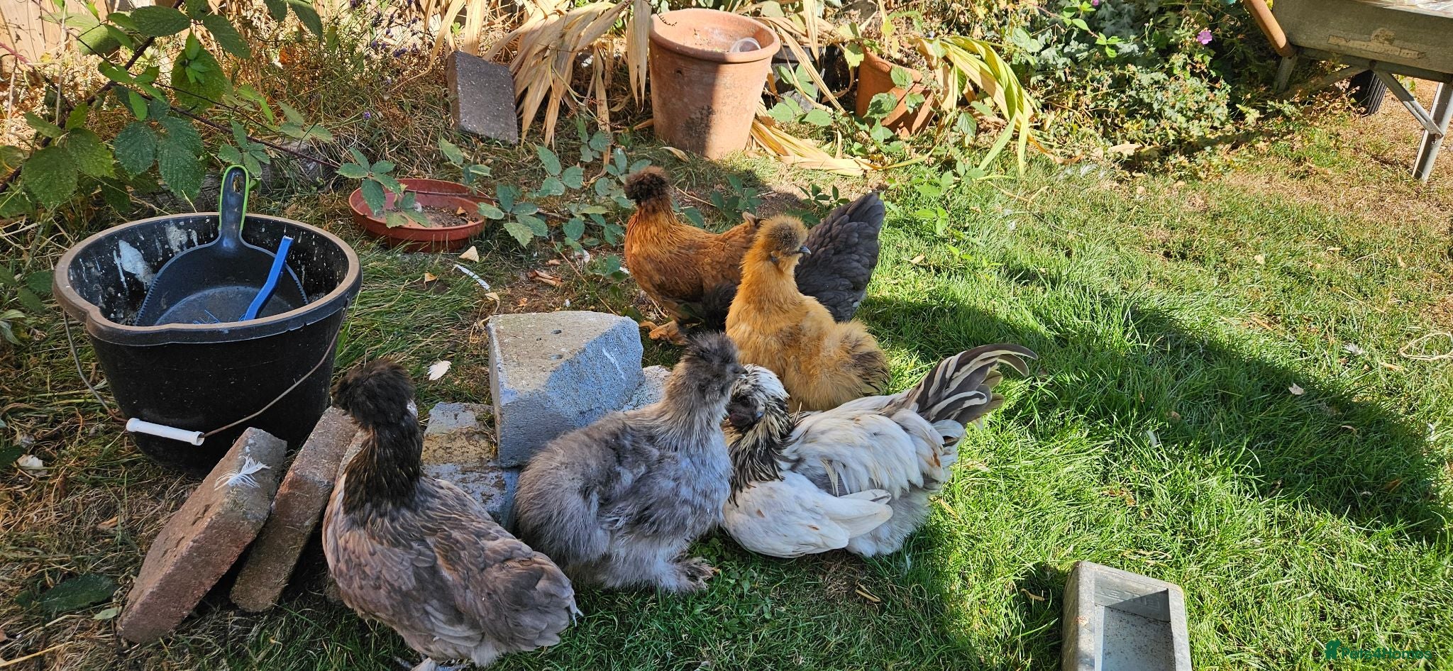 Chickens poultry Silkie chickens - Advert 5