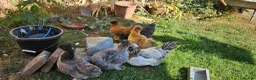 Chickens poultry for sale: Silkie chickens in Lingfield - Advert 1