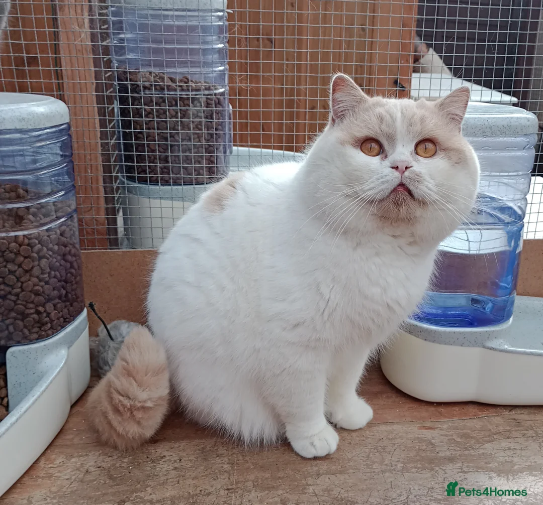 British Shorthair cats for stud: GCCF TICA STUDS  in Manchester - Advert 10