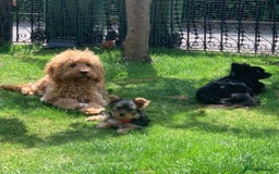 Cavapoo dogs for sale: Meet Tilly - Stunning Red F1 CavaPoo  in Rhyl - Image 3