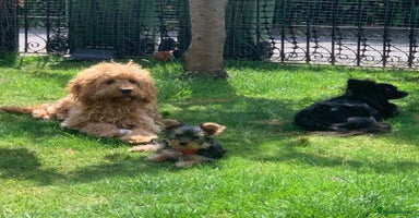 Cavapoo dogs in Rhyl - Advert 5