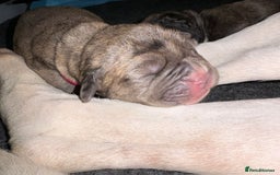 Boxer dogs for sale: Beautiful Boxer cross - Image 28