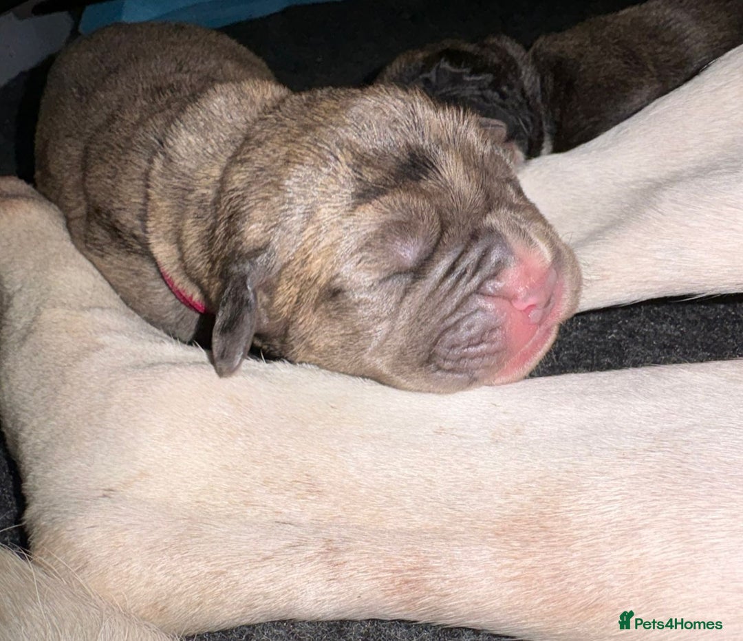 Boxer dogs for sale: Beautiful Boxer cross - Image 28