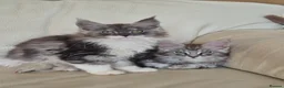 Maine Coon cats for sale: Tica registered maine coon kittens  - Advert 4
