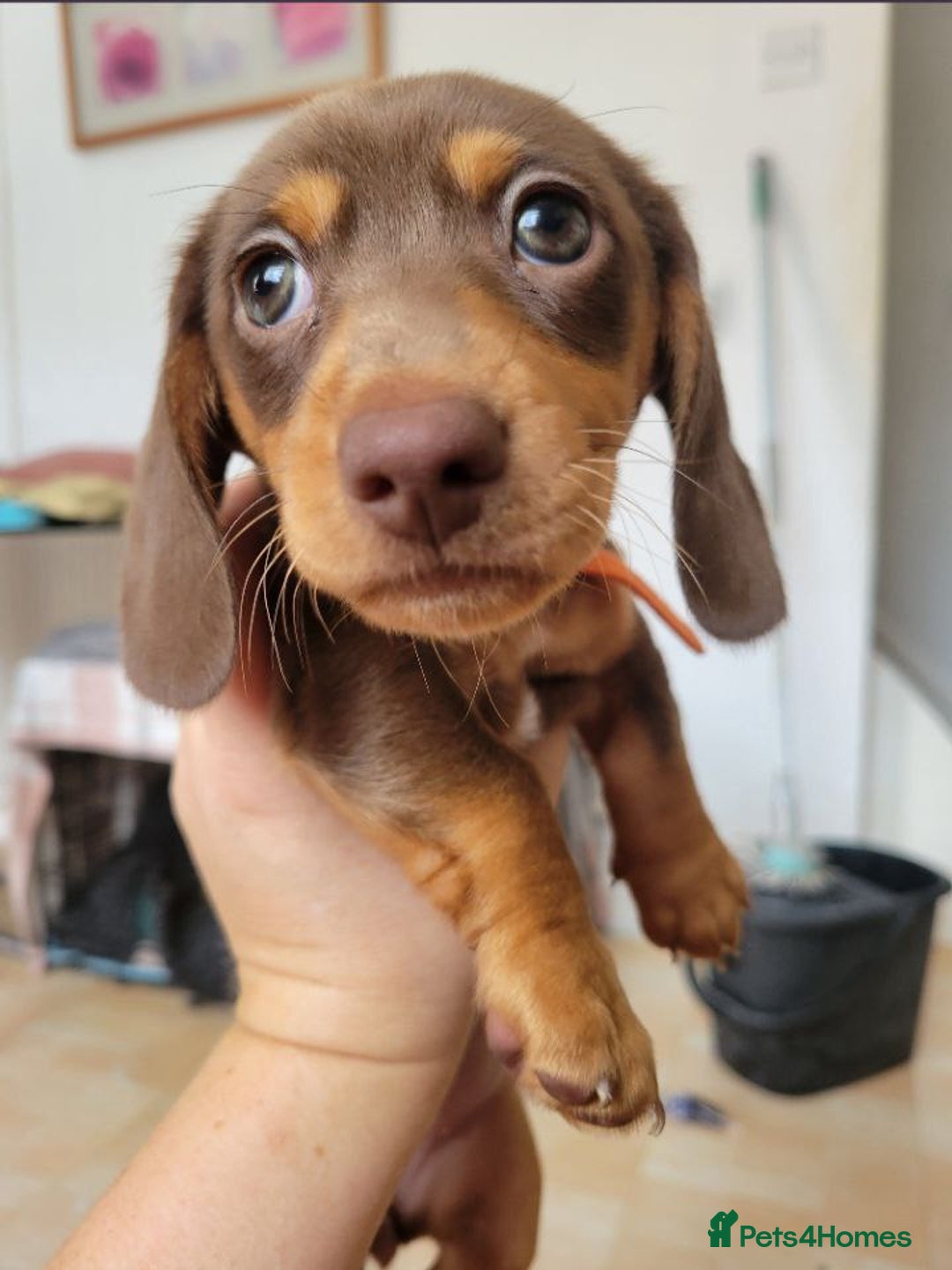 Miniature Dachshund dogs for sale: Lovely Miniature Dachshund Puppies - Image 1