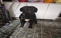 Mixed Breed dogs for sale: Loving male - Image 2