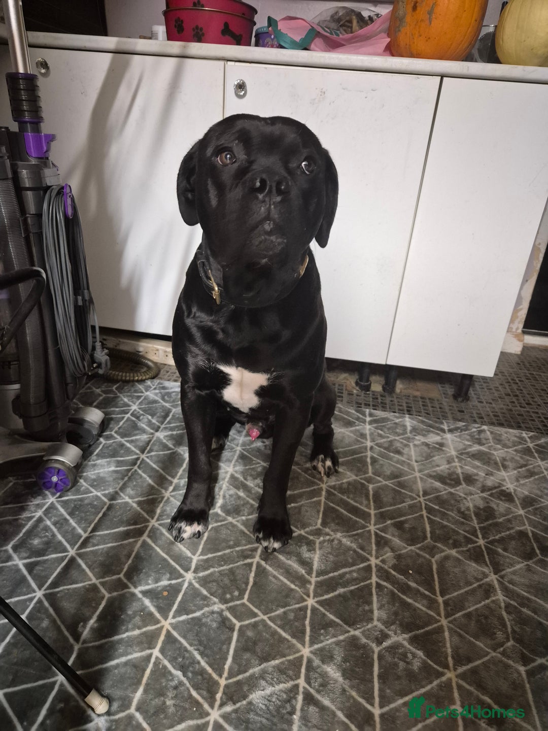 Mixed Breed dogs for sale: Loving male - Image 2